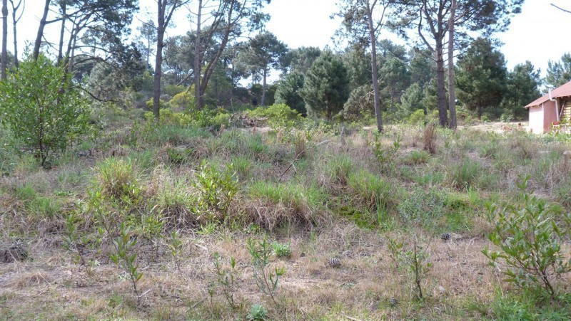 Terreno en Chihuahua con 1033 m2